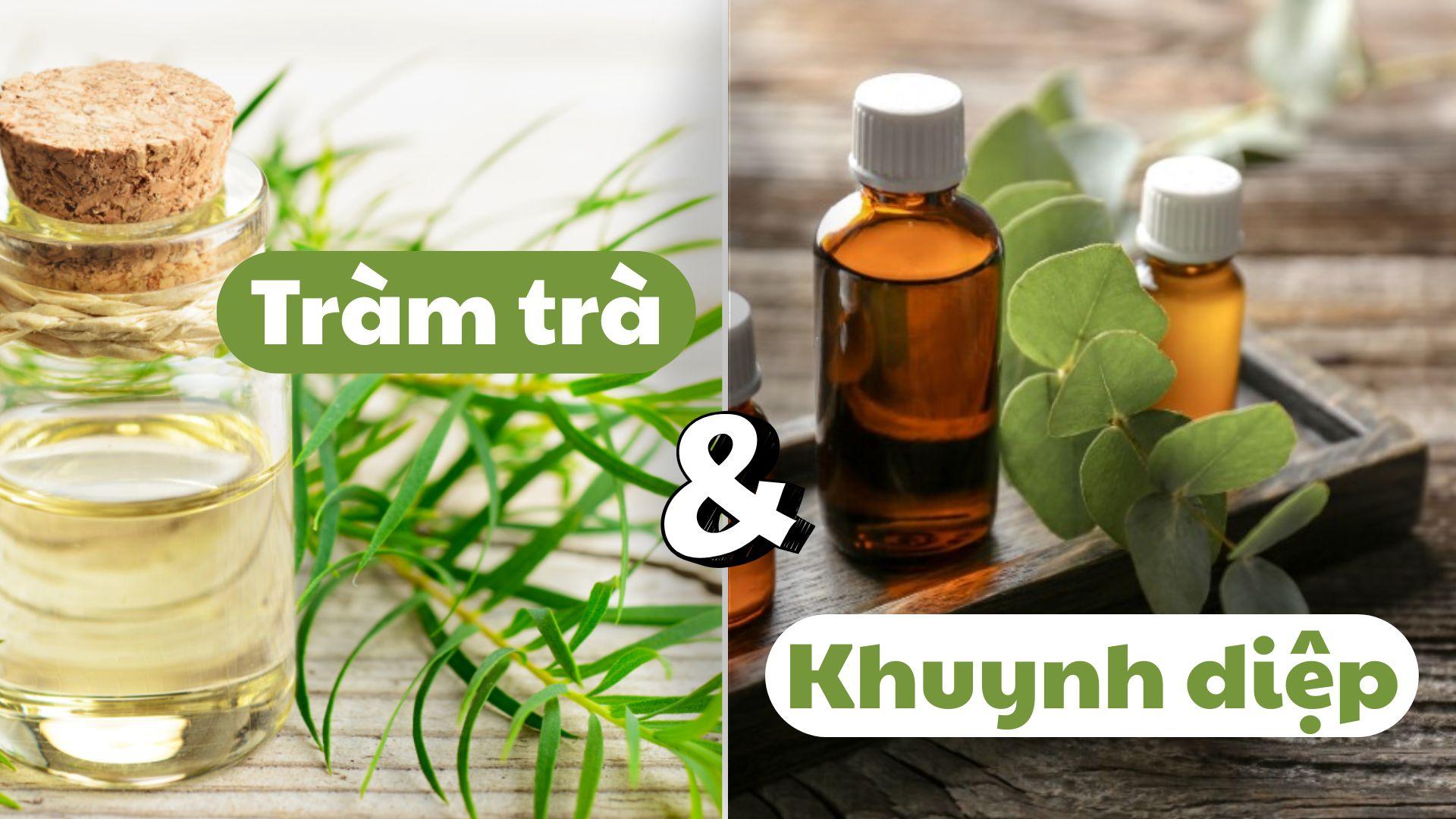 Dầu khuynh diệp và dầu tràm khác nhau như thế nào?